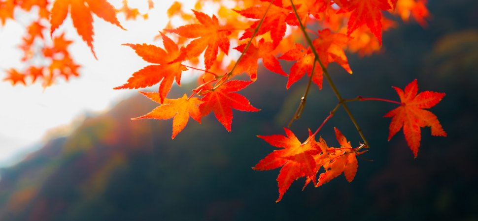 A Full report with the most important blog post, blog news posted in September 2019